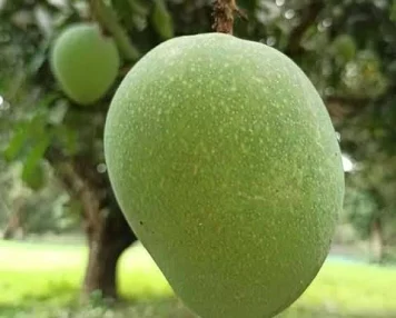 দেশী আম